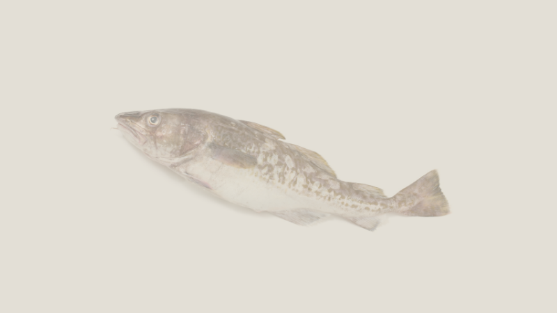 Financial Illiteracy and You Part Four Codfish With Boots On