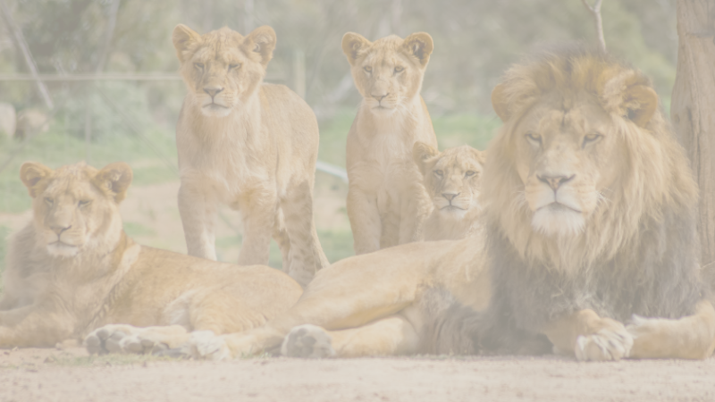 Fleeing from Lions and Prospecting What They Have in Common