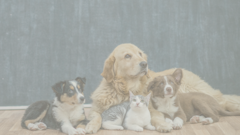 Leaving Money for Pets What Youngsters Should Know About Pet Estate Planning
