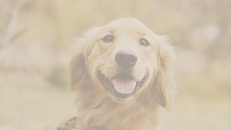 Who Gets the Golden Retriever What You Need to Know About Clients in Non Traditional Relationships